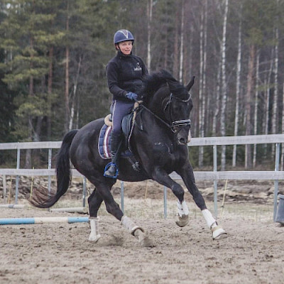 LaKu Stall, hevoset: J'Adore Jv "Jäbä"