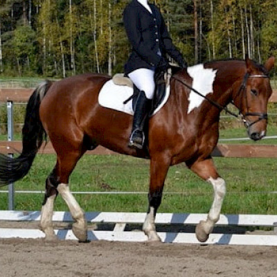 LaKu Stall, hevoset: Exotic "Esko"